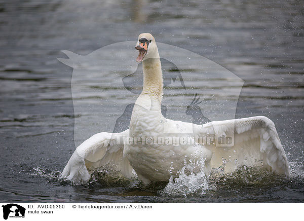 Hckerschwan / mute swan / AVD-05350