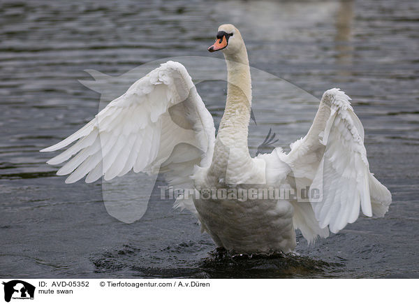 Hckerschwan / mute swan / AVD-05352
