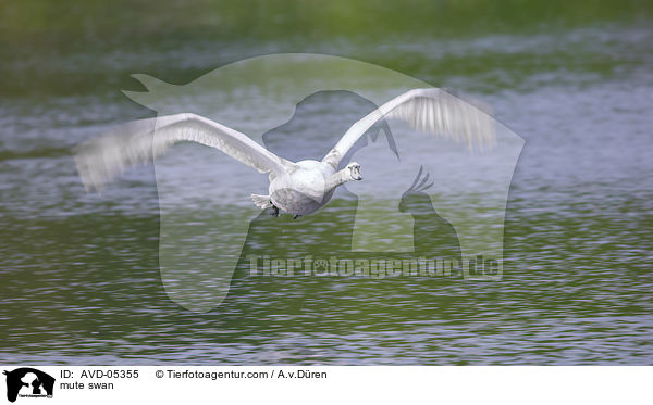 Hckerschwan / mute swan / AVD-05355
