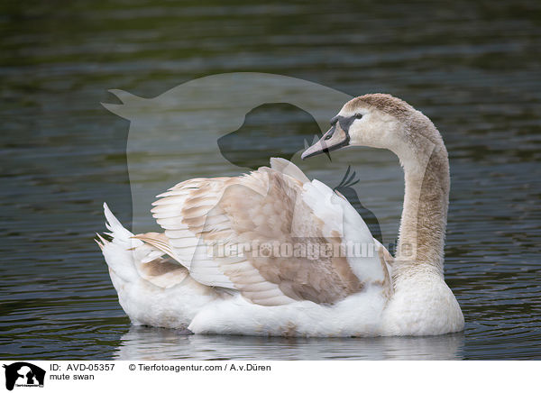 mute swan / AVD-05357