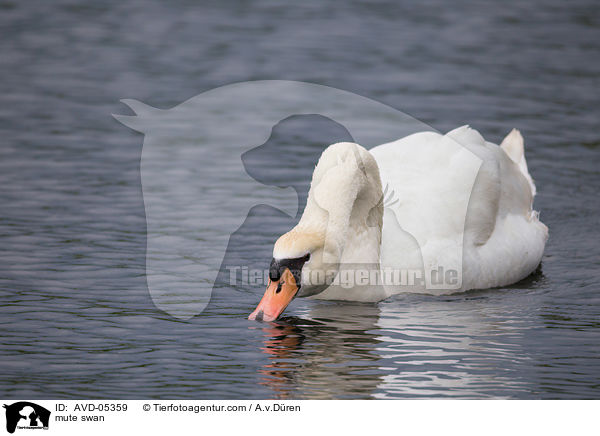 Hckerschwan / mute swan / AVD-05359