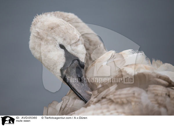 Hckerschwan / mute swan / AVD-05360