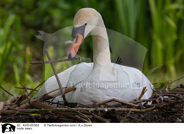 Hckerschwan / mute swan / AVD-05362