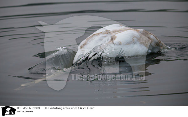 Hckerschwan / mute swan / AVD-05363