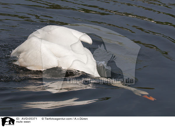 Hckerschwan / mute swan / AVD-05371