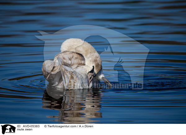 mute swan / AVD-05383