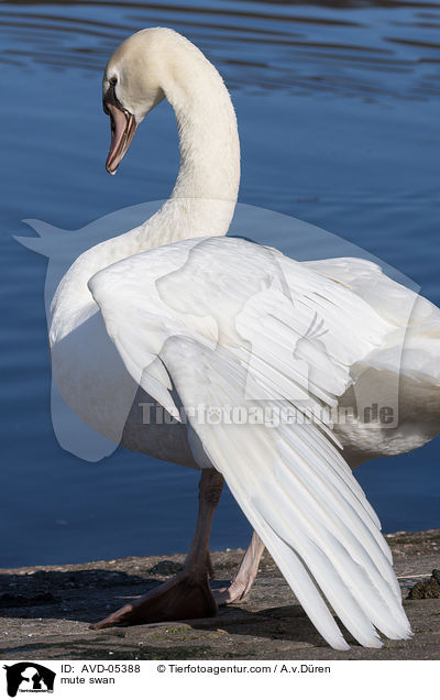 Hckerschwan / mute swan / AVD-05388