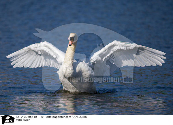 Hckerschwan / mute swan / AVD-05410