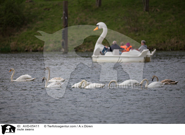 Hckerschwne / mute swans / AVD-05411