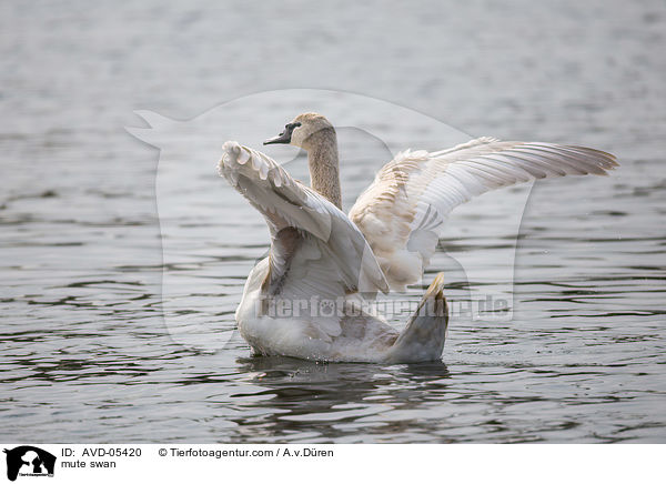 Hckerschwan / mute swan / AVD-05420