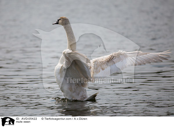 Hckerschwan / mute swan / AVD-05422