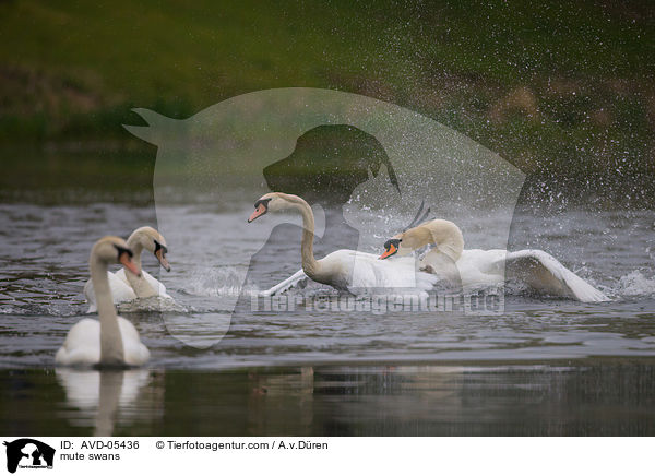 Hckerschwne / mute swans / AVD-05436