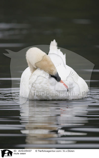 Hckerschwan / mute swan / AVD-05437