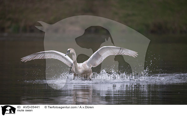 Hckerschwan / mute swan / AVD-05441