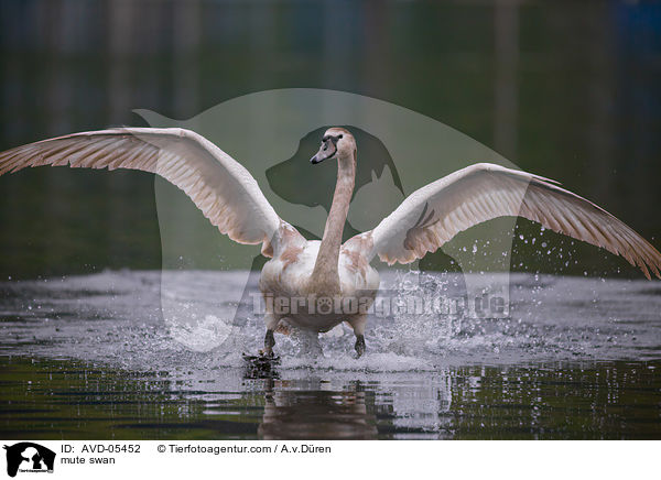 Hckerschwan / mute swan / AVD-05452