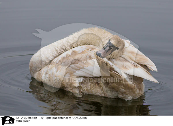 Hckerschwan / mute swan / AVD-05459