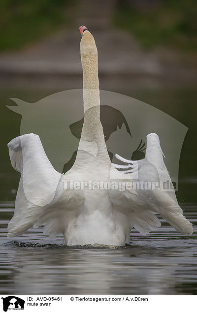 Hckerschwan / mute swan / AVD-05461