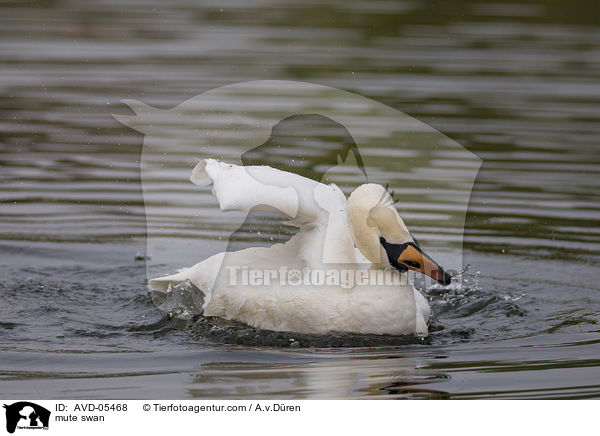 Hckerschwan / mute swan / AVD-05468