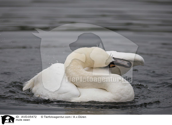 Hckerschwan / mute swan / AVD-05472