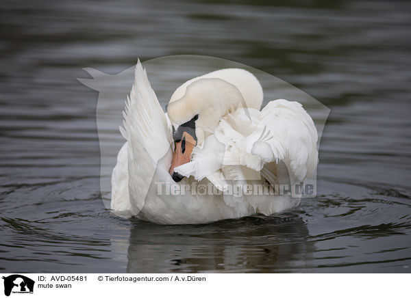 Hckerschwan / mute swan / AVD-05481