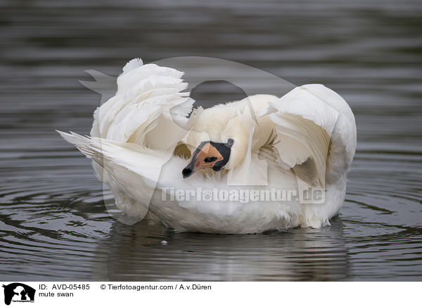 Hckerschwan / mute swan / AVD-05485