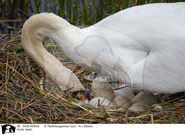 Hckerschwan / mute swan / AVD-05504