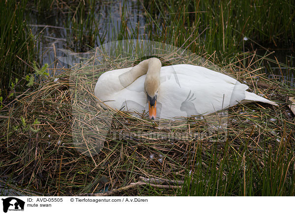 Hckerschwan / mute swan / AVD-05505