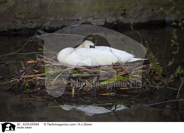 Hckerschwan / mute swan / AVD-05584