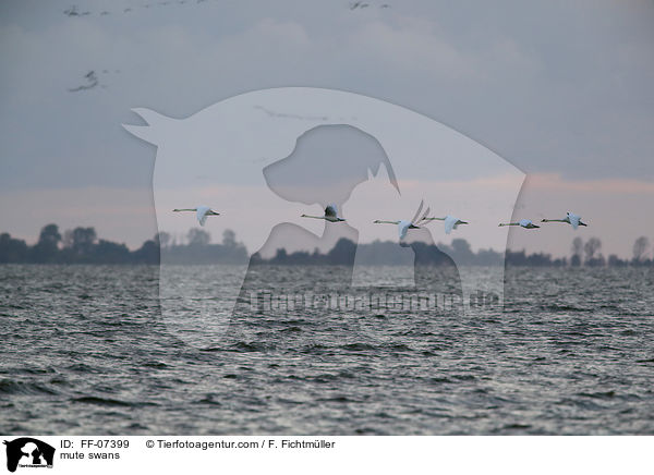 Hckerschwne / mute swans / FF-07399