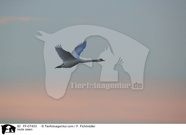 Hckerschwan / mute swan / FF-07403