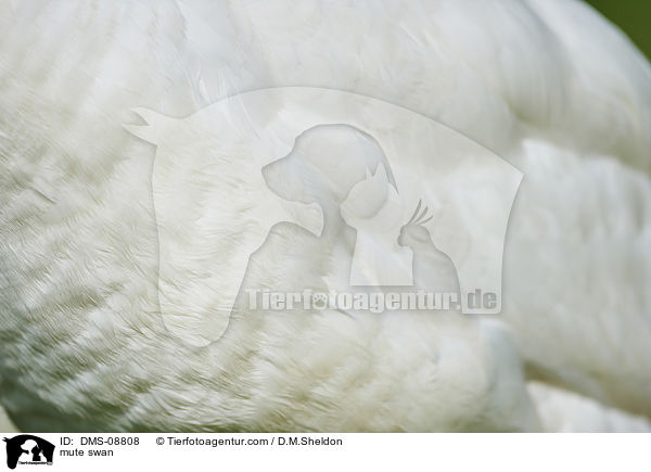 Hckerschwan / mute swan / DMS-08808
