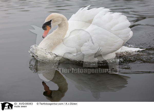 Hckerschwan / mute swan / AVD-06063