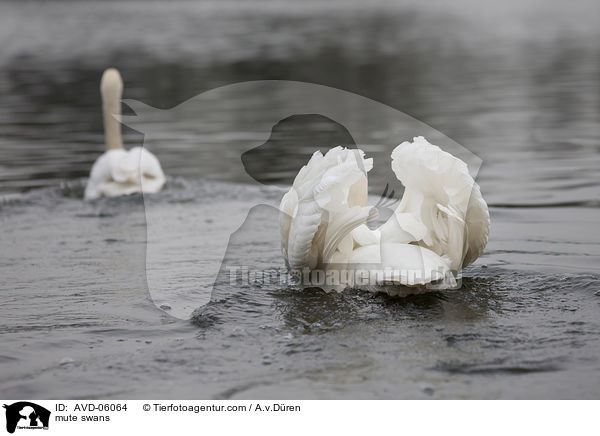 mute swans / AVD-06064