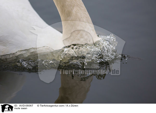 Hckerschwan / mute swan / AVD-06067