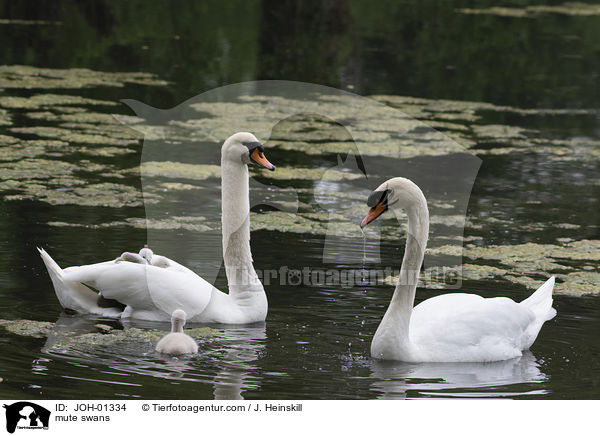 Hckerschwne / mute swans / JOH-01334