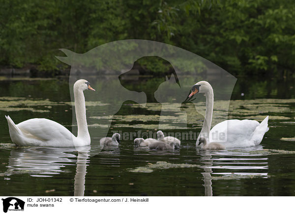 Hckerschwne / mute swans / JOH-01342