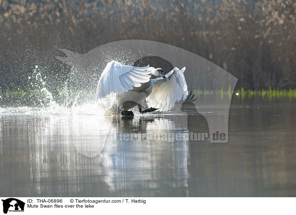 Hckerschwan fliegt ber den See / Mute Swan flies over the lake / THA-06896