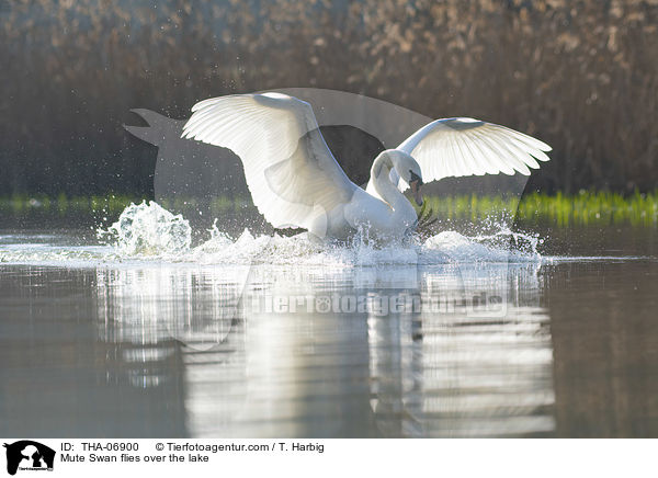 Hckerschwan fliegt ber den See / Mute Swan flies over the lake / THA-06900