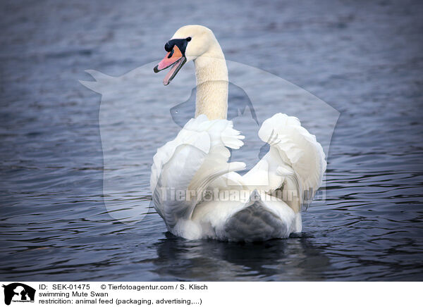 schwimmender Hckerschwan / swimming Mute Swan / SEK-01475