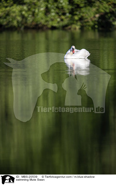 schwimmender Hckerschwan / swimming Mute Swan / MBS-20539