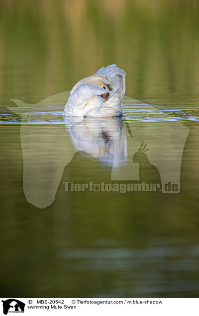 schwimmender Hckerschwan / swimming Mute Swan / MBS-20542