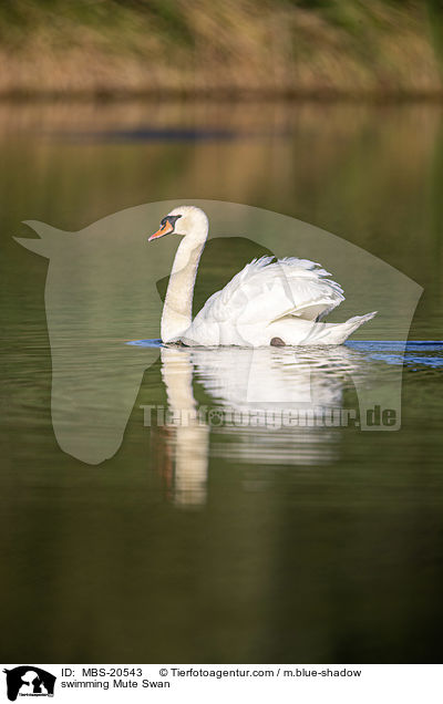 schwimmender Hckerschwan / swimming Mute Swan / MBS-20543