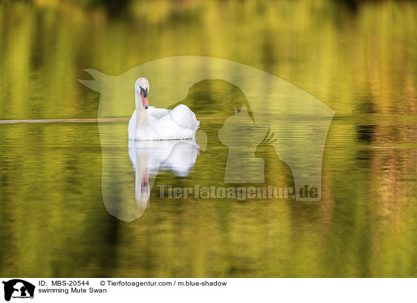 schwimmender Hckerschwan / swimming Mute Swan / MBS-20544
