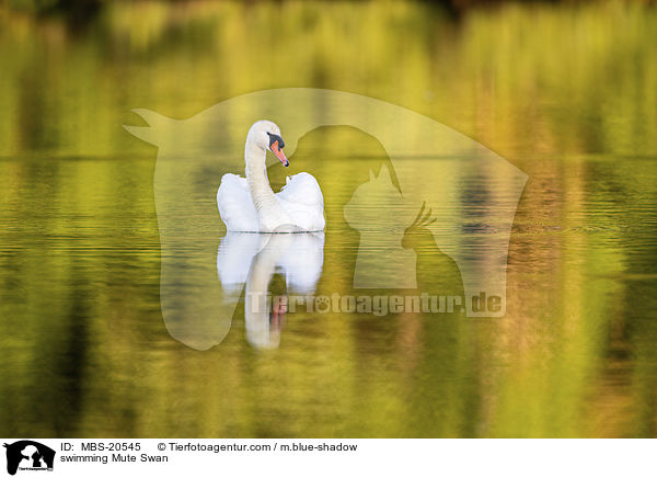 schwimmender Hckerschwan / swimming Mute Swan / MBS-20545