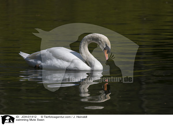 schwimmender Hckerschwan / swimming Mute Swan / JOH-01412