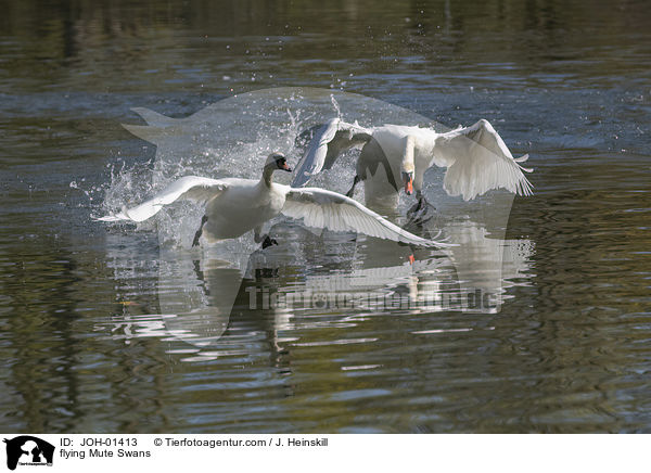 fliegende Hckerschwne / flying Mute Swans / JOH-01413