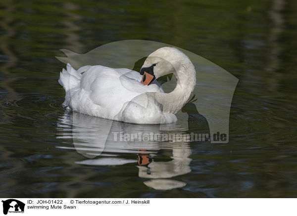schwimmender Hckerschwan / swimming Mute Swan / JOH-01422