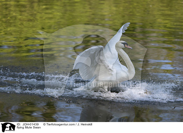 fliegender Hckerschwan / flying Mute Swan / JOH-01439