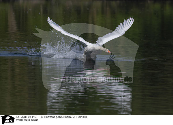 fliegender Hckerschwan / flying Mute Swan / JOH-01443