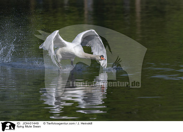 fliegender Hckerschwan / flying Mute Swan / JOH-01449